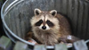 Carbot Raccoon